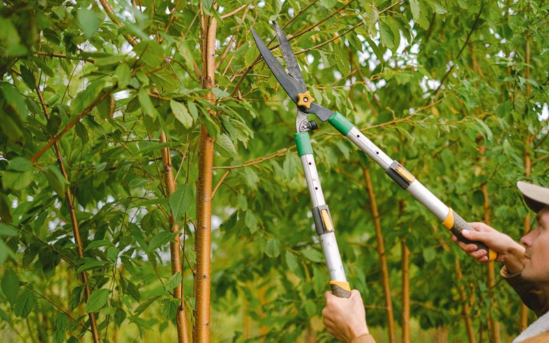 Tree trimming in Farmersburg, IN